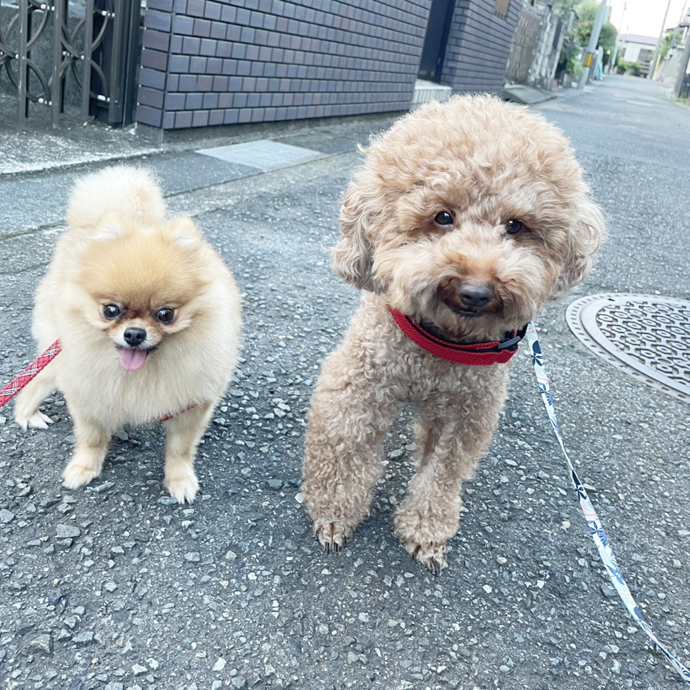 卒業犬ミアちゃんの近況♪